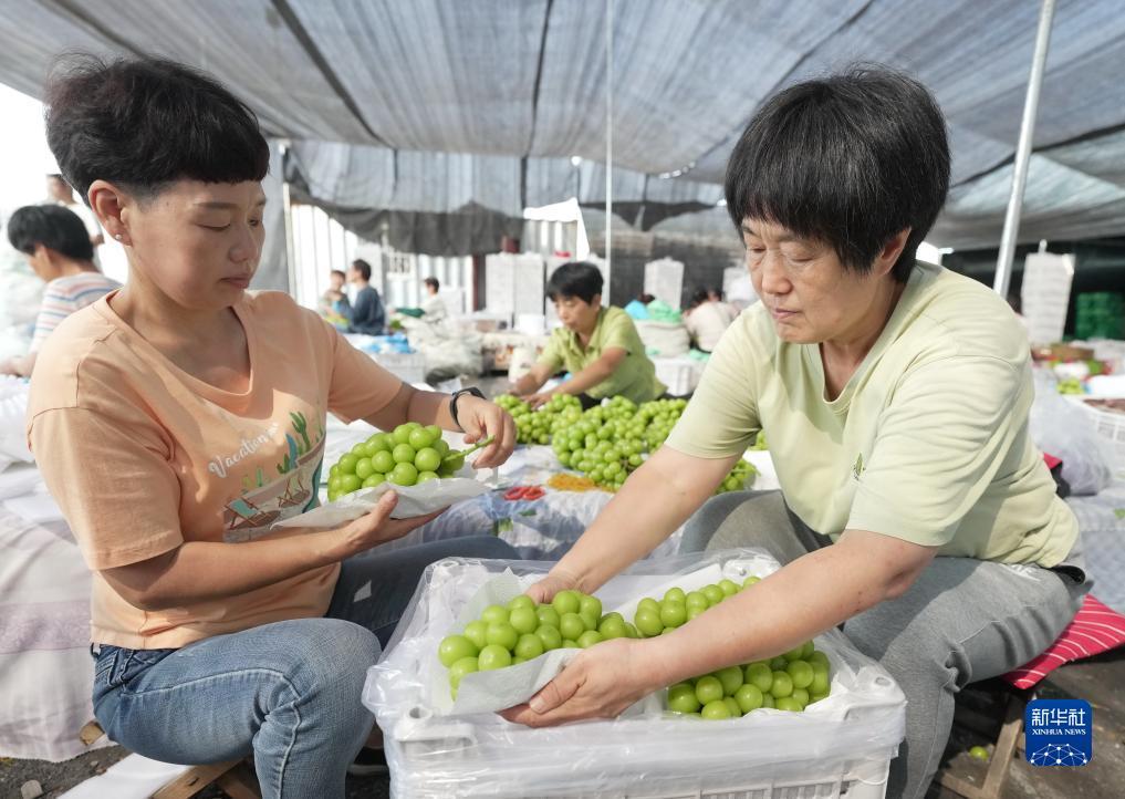 新莆京官方网站782
